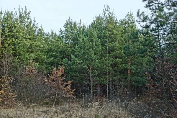 Små Gröna Barrtallar Det Torra Gräset Skogen — Stockfoto