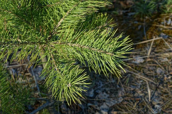 Grön Barrträd Gren Tall Naturen Solig Dag — Stockfoto