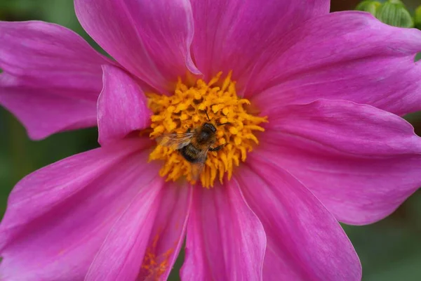 Une Petite Abeille Est Assise Sur Bourgeon Fleur Rouge Sur — Photo