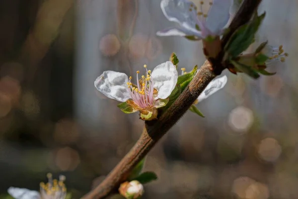 Uma Pequena Flor Branca Ramo Marrom Cereja Jardim Primavera — Fotografia de Stock