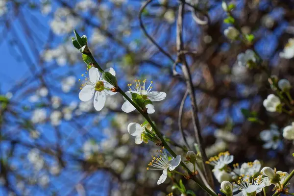 Muchas Flores Blancas Florecientes Pequeñas Una Rama Delgada Cerezo — Foto de Stock