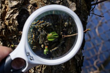 Eldeki beyaz büyüteç, bir ağacın gri kabuğundaki küçük yapraklarla yeşil tomurcuğu büyütür.