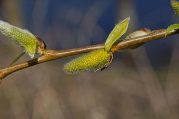 Żółty Pączek Olchy Brunatnej Gałęzi Drzewa Naturze Słonecznej Wiosnie — Zdjęcie stockowe