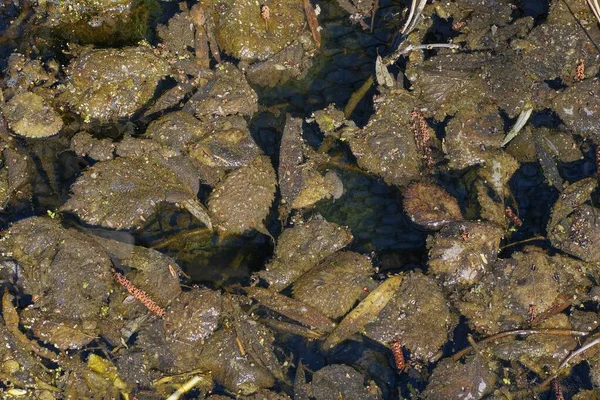 Textura Natural Planta Hojas Caídas Viejas Grises Marrones Agua —  Fotos de Stock