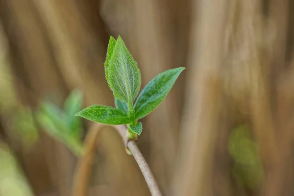 Las Hojas Pequeñas Verdes Sobre Rama Delgada Gris Del Arbusto — Foto de Stock