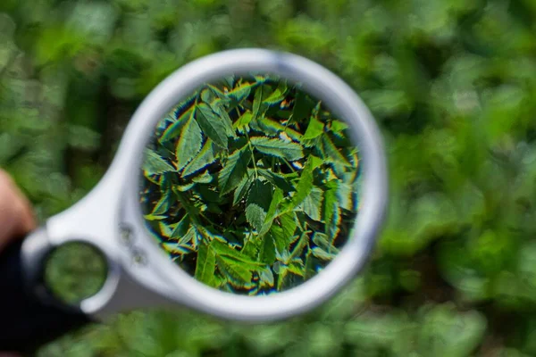 Uma Lupa Branca Mão Aumenta Folhas Verdes Caules Plantas Selvagens — Fotografia de Stock