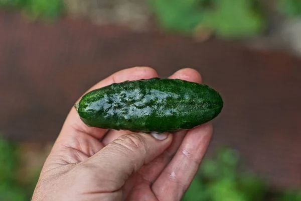 指は茶色の背景に緑色のぬれた新鮮なキュウリを1つ持っています — ストック写真