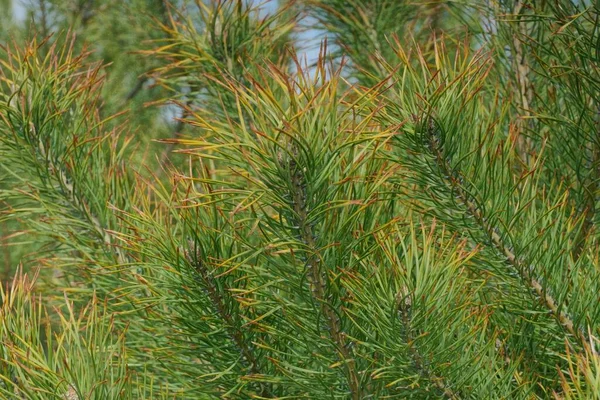 Grön Barrträd Gren Tall Naturen Solig Dag — Stockfoto