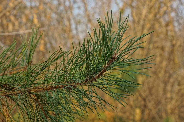 Branche Pin Mince Avec Des Aiguilles Vertes Sur Nature — Photo