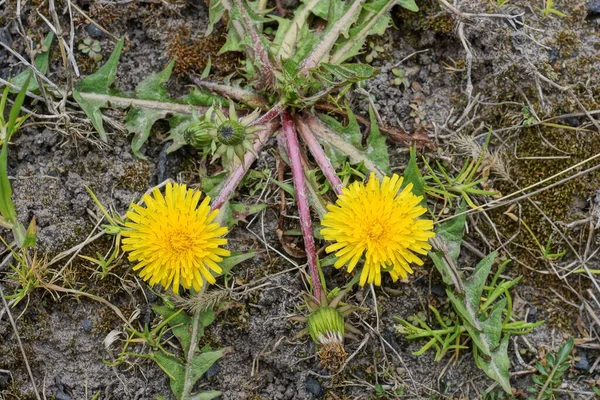 Two Yellow Wild Dandelion Flowers Green Leaves Ground Nature — Stock Photo, Image
