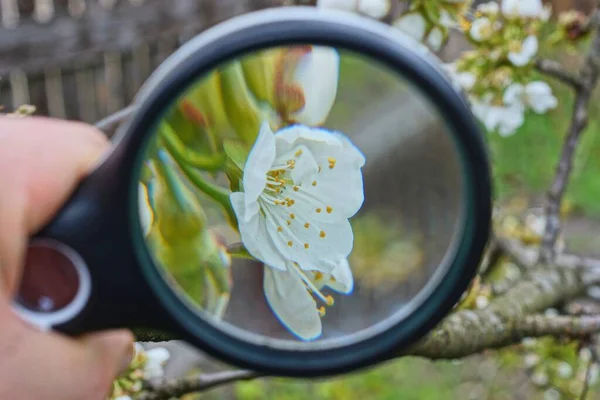 Schwarze Lupe Der Hand Vergrößert Weiße Kirschblüte Auf Einem Ast — Stockfoto