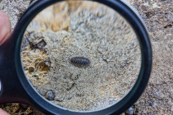 black magnifier in hand enlarges small insect wood lice on gray ground