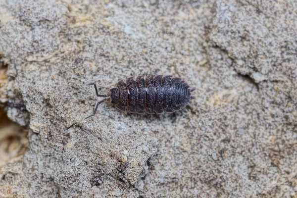 小さな茶色の昆虫の木の家が自然の中で灰色の地球に座っています — ストック写真