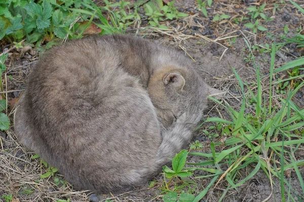 Jeden Szary Kot Śpiący Ziemi Wśród Zielonych Liści Roślin — Zdjęcie stockowe