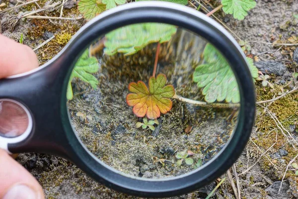 Elindeki Siyah Büyüteç Doğadaki Gri Yeryüzündeki Küçük Renkli Bir Bitkinin — Stok fotoğraf