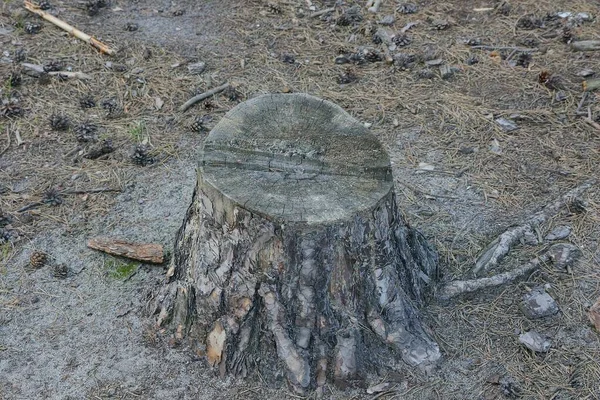 Eski Gri Bir Çam Kökü Yerde Ormandaki Kuru Iğne Külahların — Stok fotoğraf