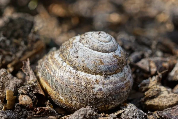 One Gray Big Dirty Snail Earth Nature — Stock Photo, Image