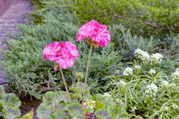 Duas Grandes Flores Vermelhas Entre Vegetação Verde Jardim Verão — Fotografia de Stock