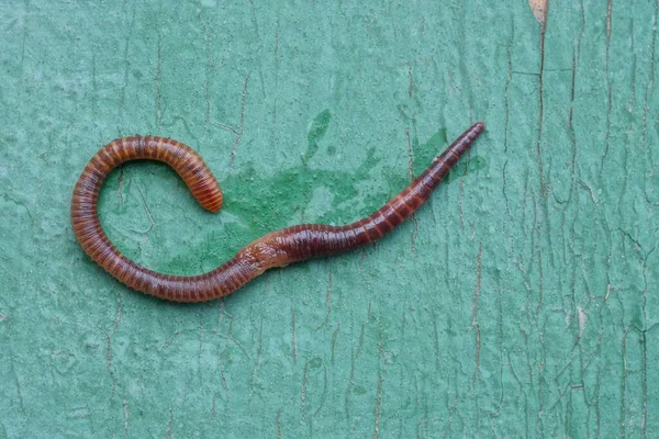 Gusano Largo Rojo Yace Una Tabla Madera Verde —  Fotos de Stock