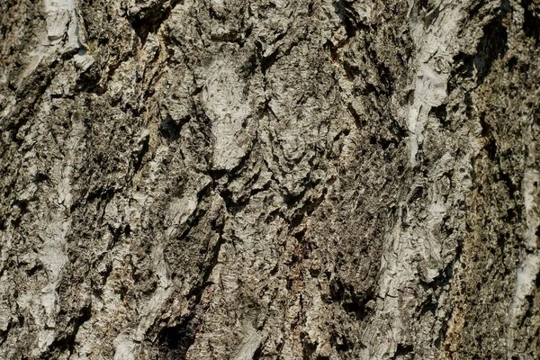 나무껍질로 이루어진 식물의 — 스톡 사진