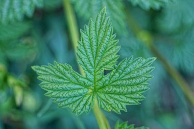 Vahşi bir bitkinin dalında yeşil bir yaprak.