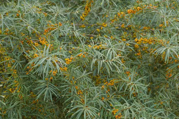 Naturalna Struktura Roślinna Żółtych Jagód Zielonymi Liśćmi Gałęziach Drzewa Rokitnika — Zdjęcie stockowe