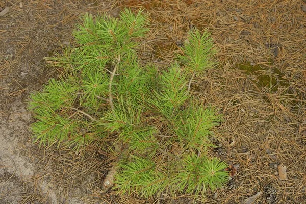 One Small Green Pine Tree Brown Dry Needles Ground Forest — Stock Photo, Image