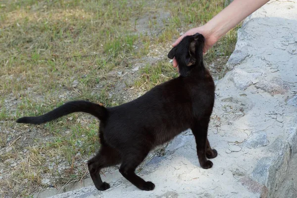 Dziewczyna Ręka Głaskanie Duży Czarny Kot Kto Jest Stojący Szary — Zdjęcie stockowe