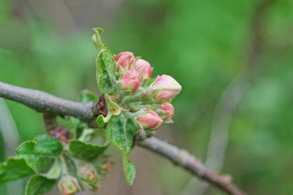 Apple Tree Branch White Pink Flowers Buds Green Leaves Spring — Stock Photo, Image