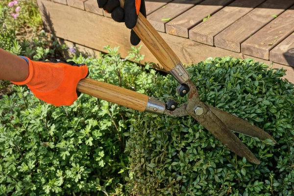 Les Mains Jardinier Dans Les Gants Orange Tiennent Grandes Cisailles — Photo