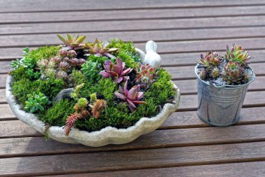 Dekoratif renkli bitkileri olan iki saksı kahverengi ahşap bir duvarda duruyor.