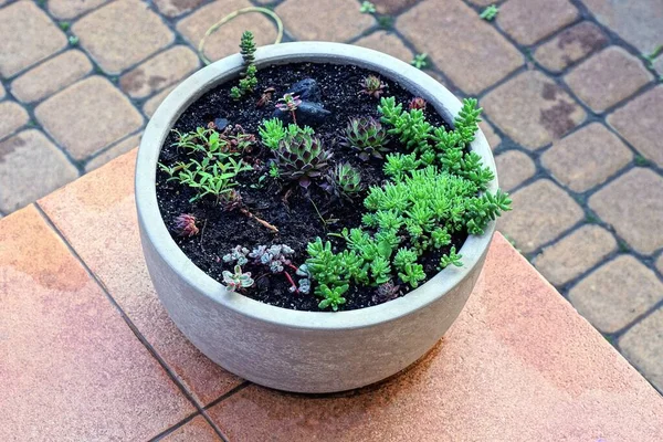 Ein Grauer Runder Betonblumentopf Mit Farbigen Zierpflanzen Auf Einem Braunen — Stockfoto