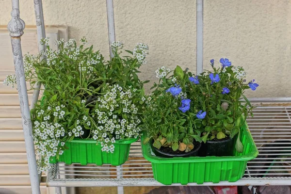Pot Bunga Dalam Dua Kotak Plastik Hijau Dengan Tanaman Hias — Stok Foto