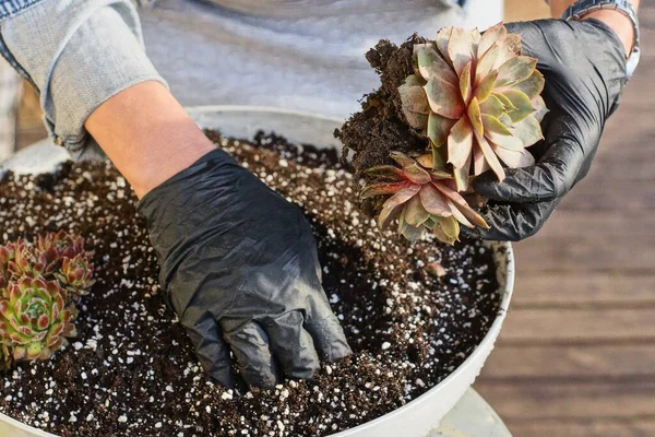 Tangan Seorang Tukang Kebun Sarung Tangan Hitam Tanaman Dekoratif Kecil — Stok Foto