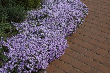 Parktaki taş kahverengi kaldırımda süslü çiçekleri olan bir sürü küçük mavi leylak çiçeği.