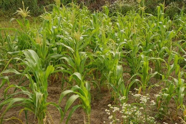 Rij Groene Maïs Planten Bruine Aarde Een Veld Een Boerderij — Stockfoto