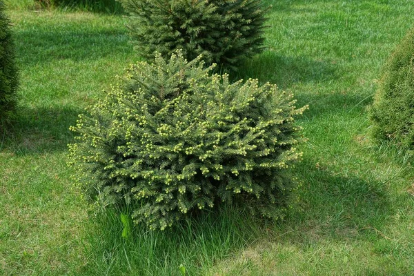 Rund Barrbuske Grönt Gräs Parken — Stockfoto