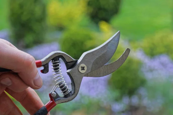 Hand Håller Grå Järn Beskärare Saxar Gatan Färgad Bakgrund — Stockfoto