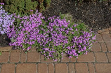  Parktaki taş kahverengi kaldırımda süslü çiçekleri olan küçük kırmızı çiçekler.