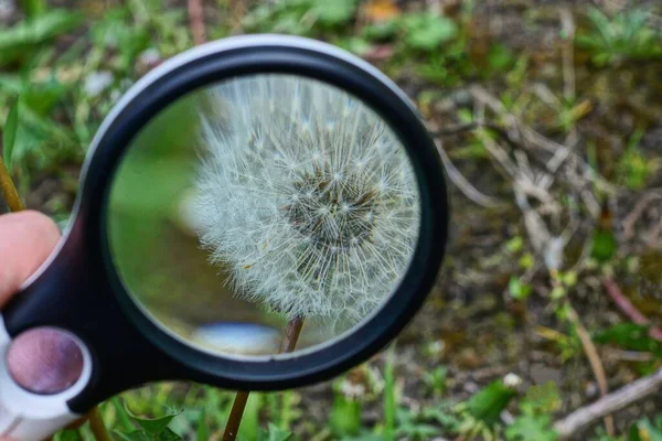 Una Lupa Negra Aumenta Diente León Flor Blanca Sobre Fondo — Foto de Stock