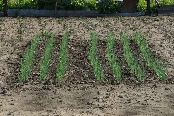 Letto Giardino Con Una Fila Cipolle Verdi Piante Terra Grigia — Foto Stock