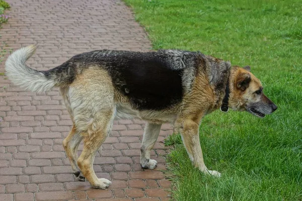 Ein Großer Schäferhund Steht Auf Dem Braunen Bürgersteig Der Allee — Stockfoto