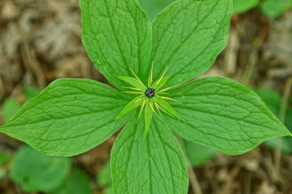 Маленький Дикий Цветок Черным Бутоном Большими Зелеными Листьями Природе — стоковое фото