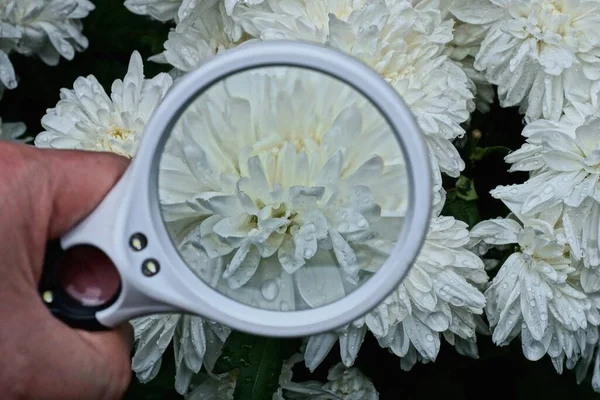 Magnifying Glass Hand Increases White Bud Chrysanthemum Flower Bouquet — Stock Photo, Image