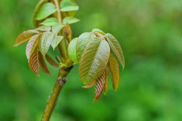 Ramo Nogueira Com Folhas Verdes Jardim Primavera — Fotografia de Stock