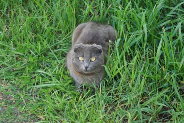 Bir gri kedi yeşil çimenlerde oturuyor.