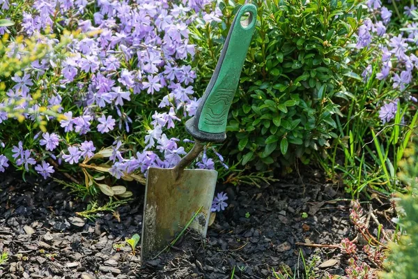 在蓝色的花和花园装饰绿色的植被旁边的地上的一个小金属勺 — 图库照片