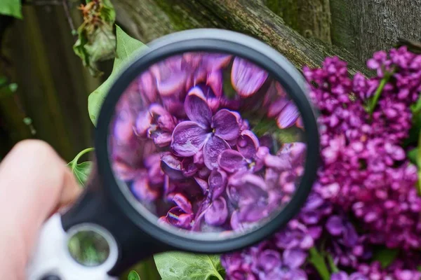 Black Magnifier Hand Increases Many Small Red Flowers Lilac Branch — Stock Photo, Image