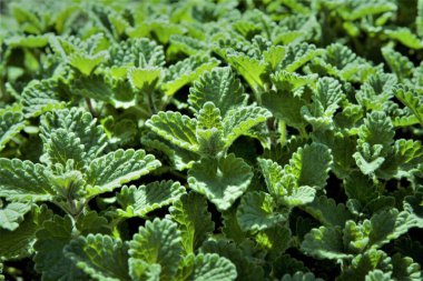 Güneşte parlayan yeşil nane