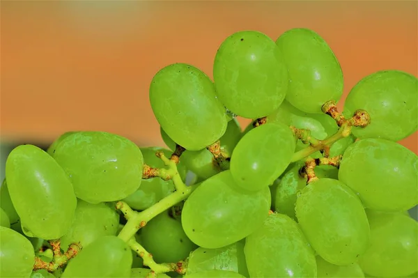 Green Grapes Sparkle Sun — Stock Photo, Image